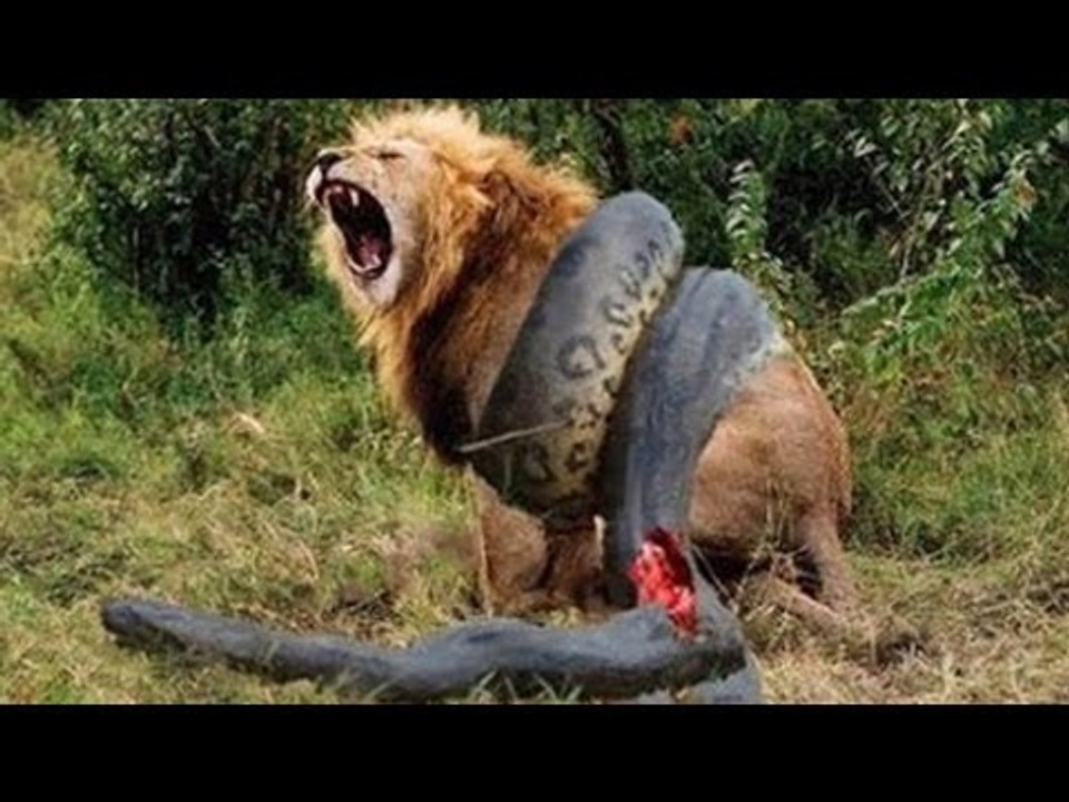 10 СУМАСШЕДШИХ БИТВ ЖИВОТНЫХ СНЯТЫХ НА КАМЕРУ