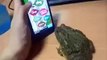 Frog Tries To Eat Fly Off Phone Game-Amazing Video-Funny Videos-Whatsapp Videos-Prank Videos-Funny Vines-Viral Video-Funny Fails-Funny Compilations-Just For Laughs
