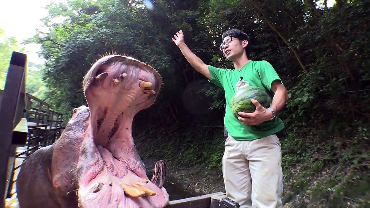 A los hipopotamos les encanta las sandias