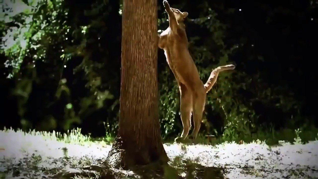 Discovery channel animals documentaries - The Lives Of Lions - Nature documentary 2016 Animal planet