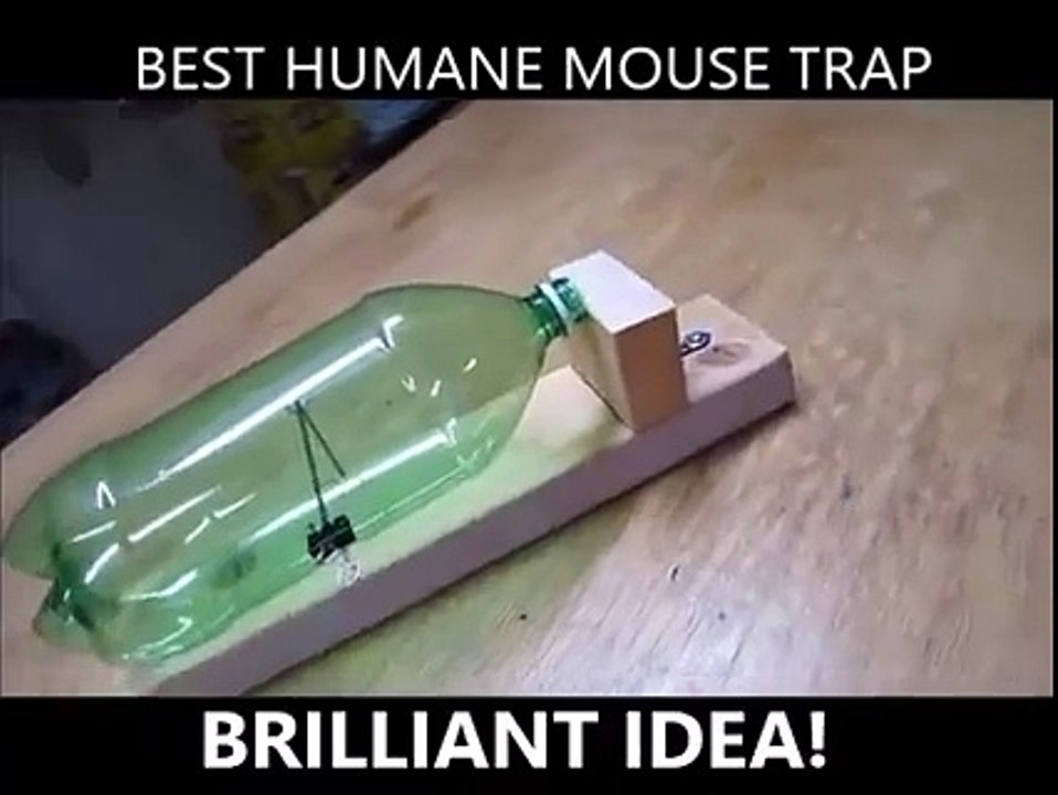 Le piège à souris qui ne blesse pas le petit animal. Invention incroyable