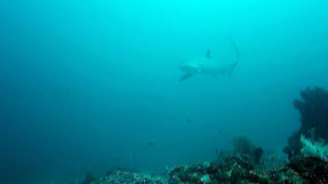 Requins renard - Monad Shoal, Philippines