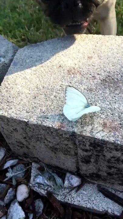 Joli papillon vs Chien