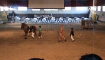 Le club le petit sam en voltige pendant Equestrium au concours spectacle au haras d'Uzés