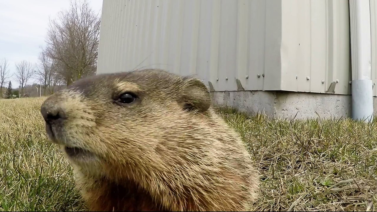 Curious gopher closely examines GoPro
