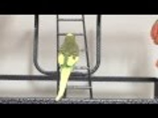 Periquito subiendo escaleras