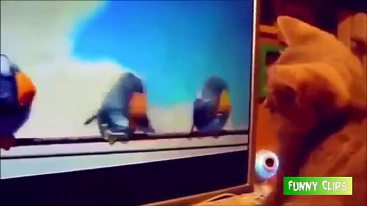 Funny cats  2016