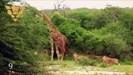 10 Crazy BATTLES OF ANIMALS remove the camera