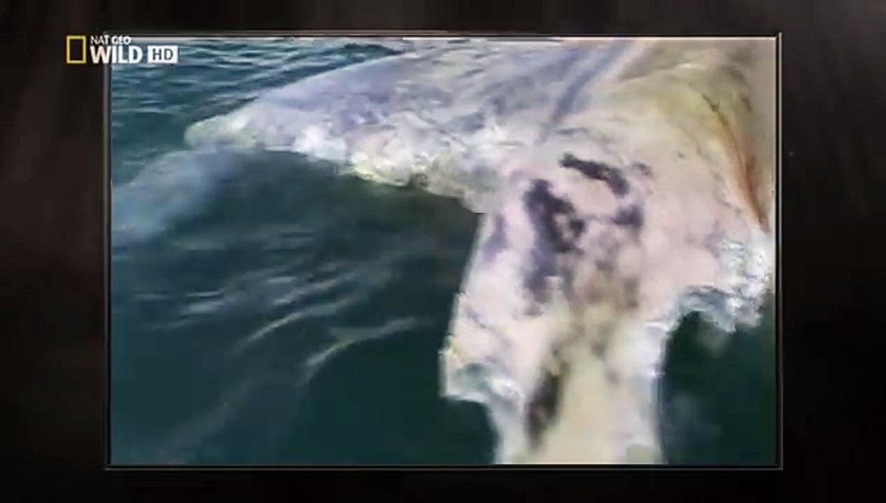 Zum Töten Geboren - Weisser Hai  (Dokumentation)