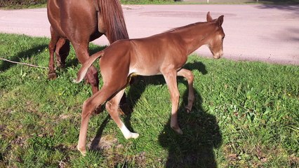 Girkymaille . par Jam Pridem et Primavéra