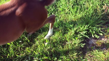 Girlymaille.. par Jam Pridem et Primavéra