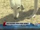 Hundreds of greyhounds up for adoption as Tucson track prepares to end racing