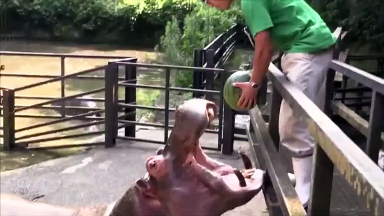 Un Hippopotame mange des pastèques