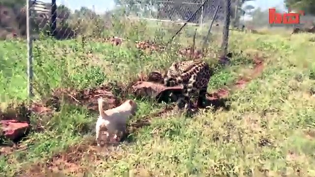 Cane e Jaguaro giocano insieme