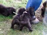 Joy's Chocolate Cocker Spaniels