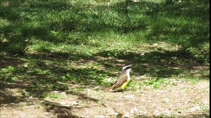 Argentine, la montagne
