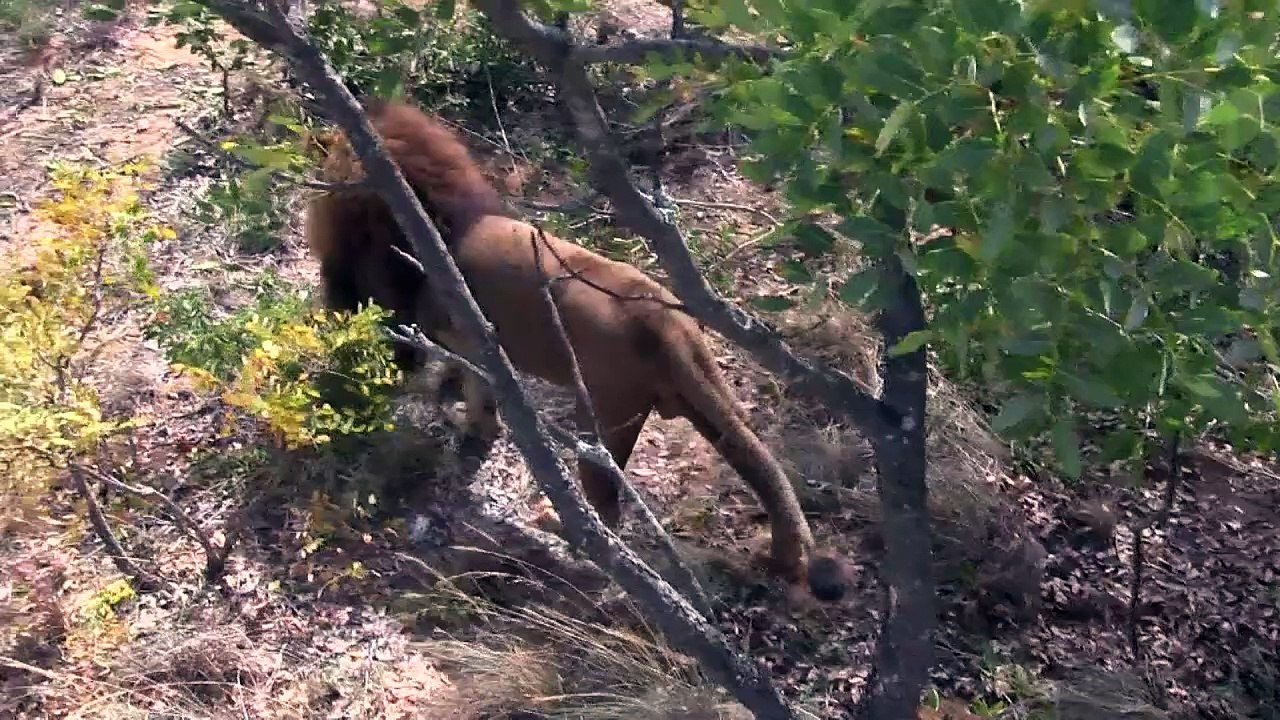 Leões resgatados em circos são libertados na África do Sul