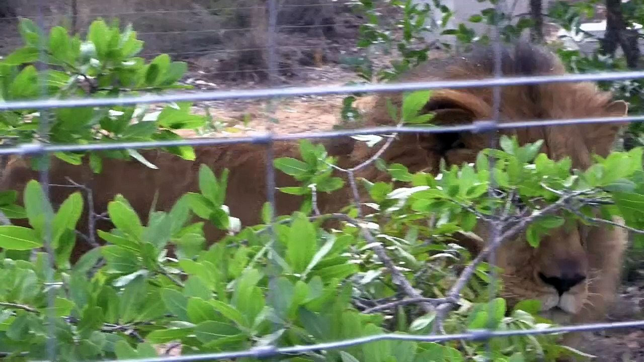 Leones rescatados de circos sudamericanos ya están en Sudáfrica