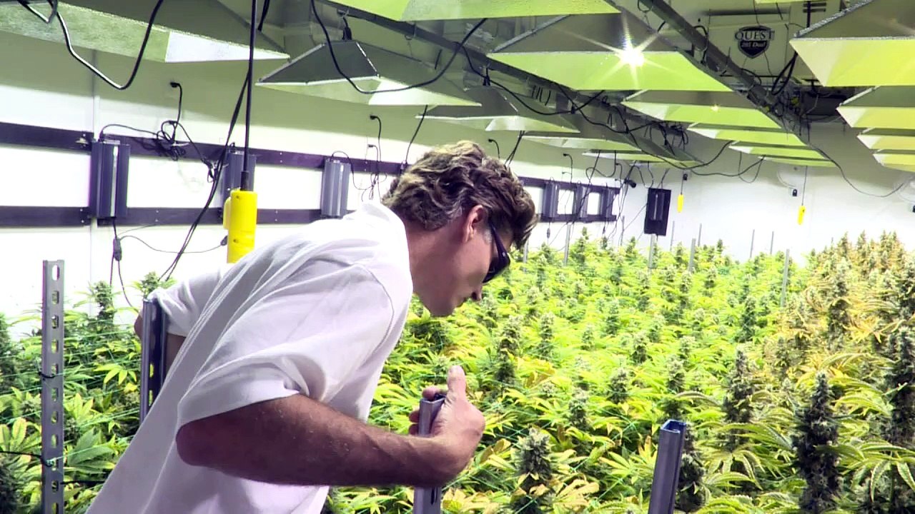 'Grown in Washington': the marijuana farms near US power hub