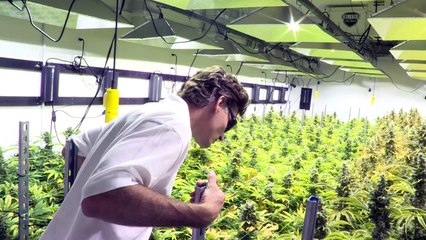 'Grown in Washington': the marijuana farms near US power hub