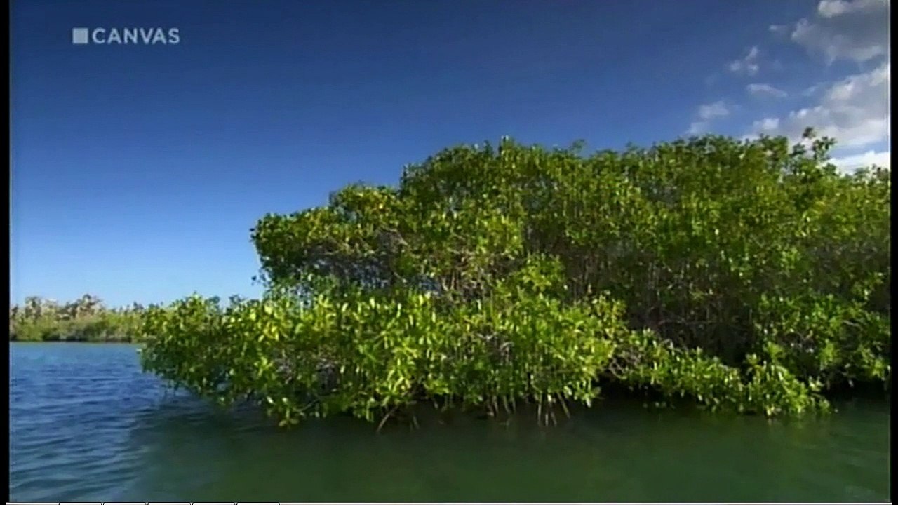 Galapagos