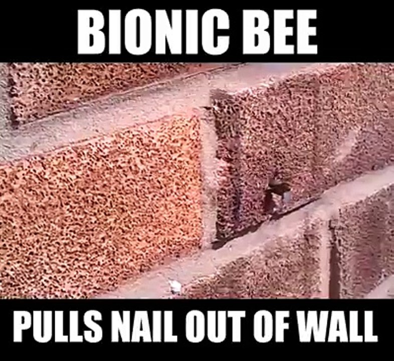 Bionic Bee