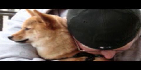 Expert Suggests Dogs Hate Hugging But Let Us Do It Because They Know We Love It