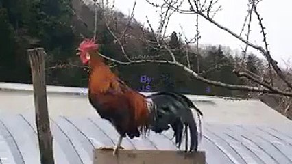 This is a cock or ambulance hhhhhhh Good morning