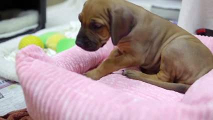 What an adorable time to be alive