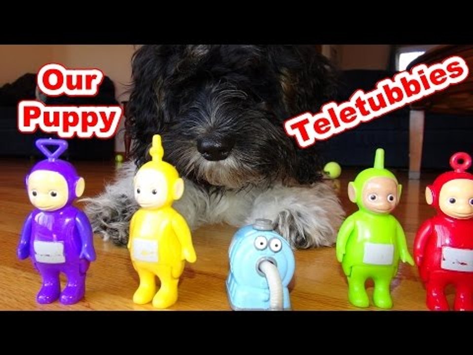 The Teletubbies with our Puppy and The Noo Noo Cleaning up the Mess