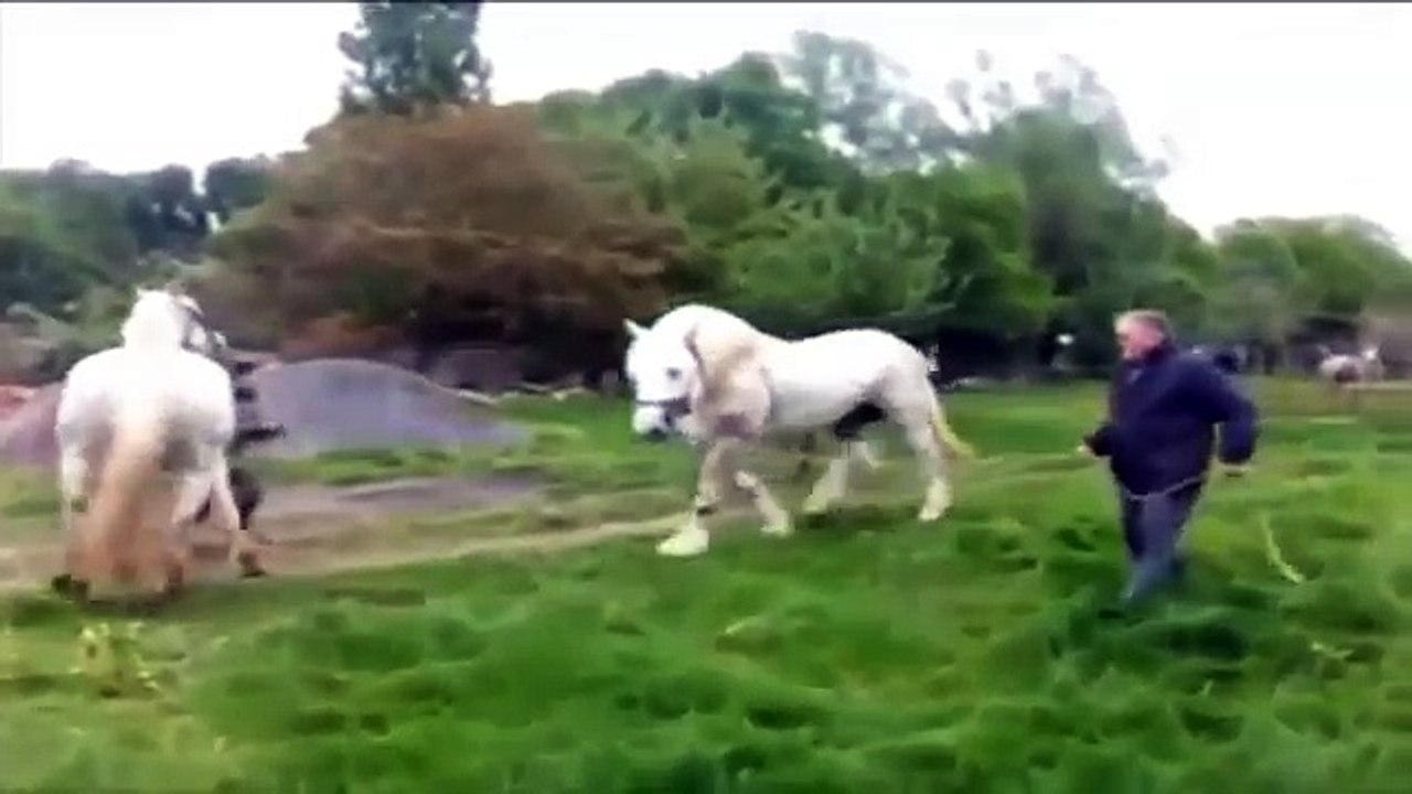Funny Animal 2016 best funny clip 2016