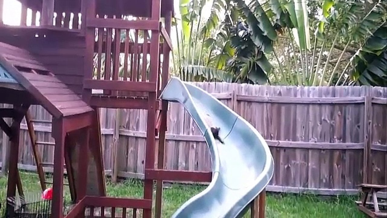 Funny Dogs Big Compilation