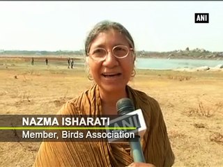 Scorching heat affects migration of flamingos in Hyderabad