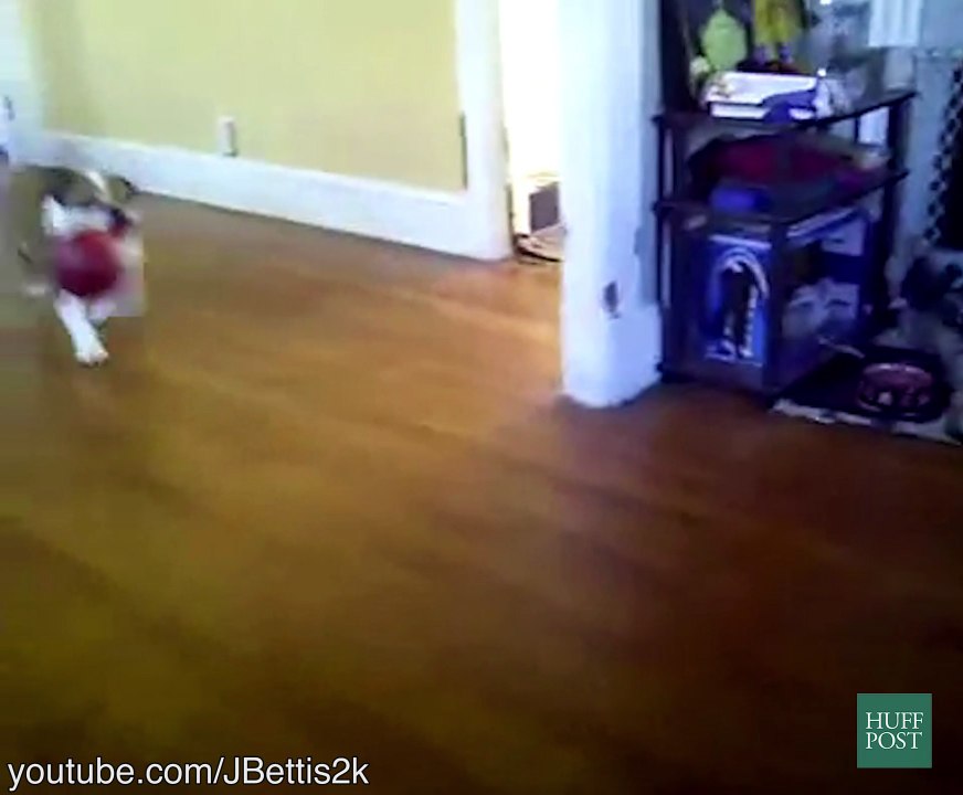 Ces chiens se prennent des canapés en pleine tête (et on a mal pour eux)