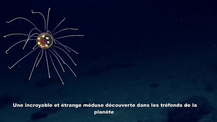 Une incroyable et étrange méduse découverte dans les tréfonds de la planète