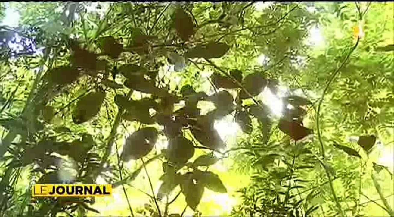 Environnement : Au secours du monarque