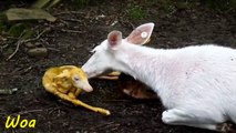White Deer giving birth twin baby ☆ Animals Giving Birth