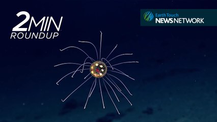 Kenya's historic ivory burn, desert dolphins & a mystery deep-sea jelly