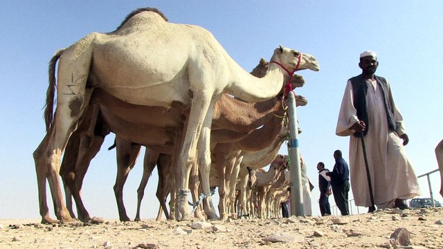 Au Qatar, des dromadaires graines de champions