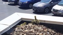 Goose chick drops several metres to rejoin parents