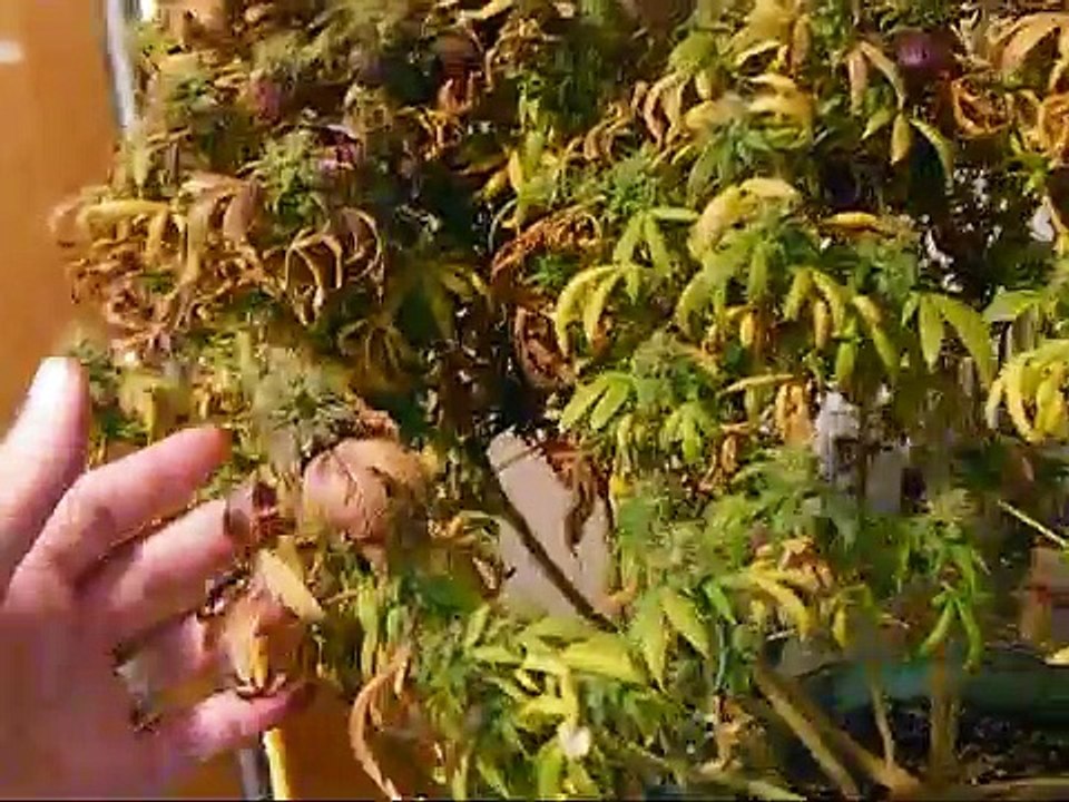 how to harvest ,trim and dry weed for beginners...