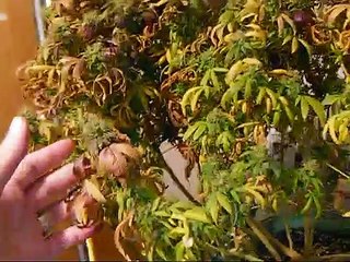 how to harvest ,trim and dry weed for beginners quick tips