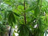 how to grow weed for beginners quick tips
