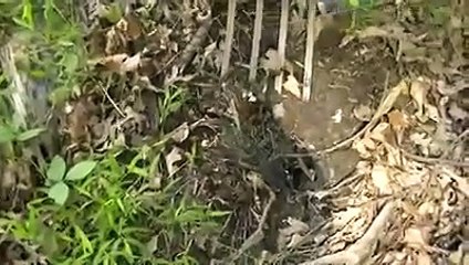 Un oiseau fait travailler son humain pour lui trouver de la nourriture