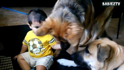 Big Dogs Playing with Babies Compilation 2015 [NEW HD VIDEO]