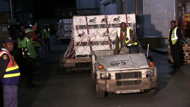 Johannesburg: les lions sauvés de cirques sud-américains arrivés