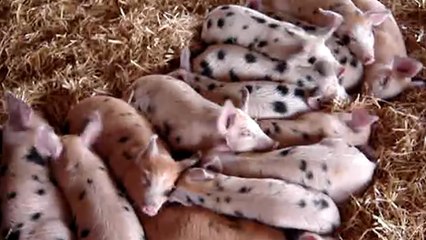 Des cochons qui dorment réagissent tous de la même manière quand quelqu'un leur parle ! lol