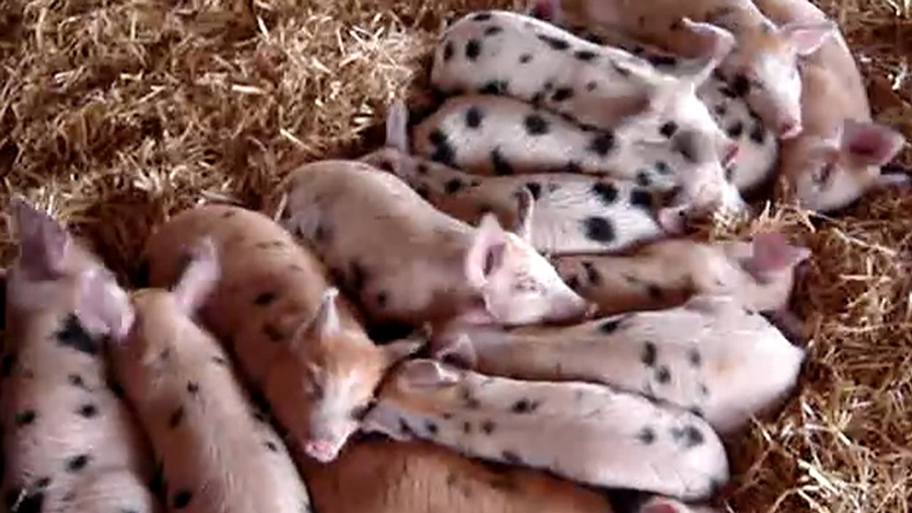 Des cochons qui dorment réagissent tous de la même manière quand quelqu'un leur parle ! lol