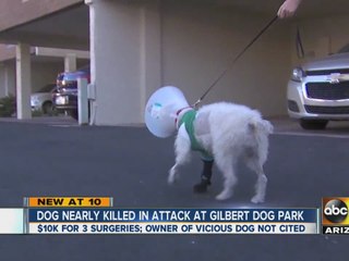Woman says her dog nearly killed in attack at Gilbert dog park