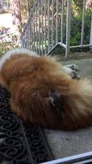 Un petit oiseau récolte la fourrure d'un chien endormi